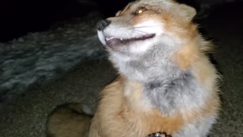 Fox can't stop laughing