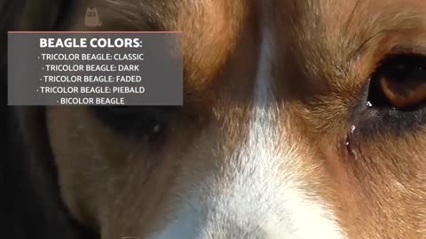 Beagles dogs.History , characteristics and training