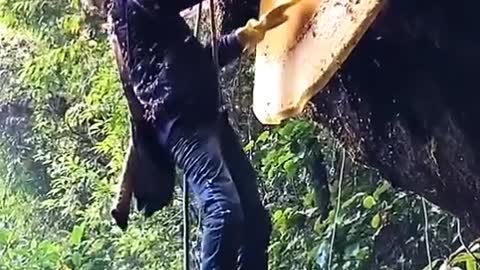 Colheita de mel, com favos gigantescos, da abelhas asiaticas