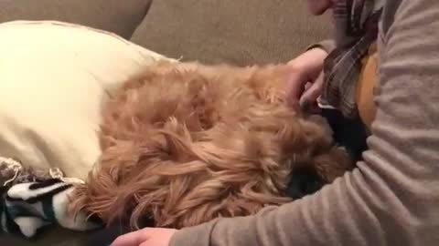 Brown dog barks at scarf woman on grey couch