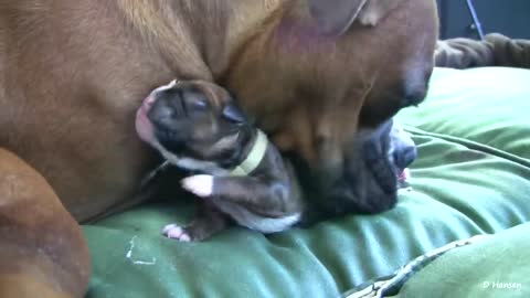 Dog Has Amazing Birth While Standing :)