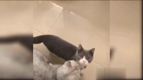 best moment cat jumping video