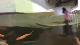 Cat Goes for Fish Flavored Water