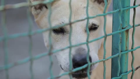 Stray Dog or Abandoned Dog in Cage