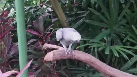 parrot is standing on the branch singing