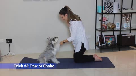 Dog Training Super Easy Quick Tricks To Teach Your Dog