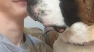 Girl in gray shirt kissing dog gets licked by white dog