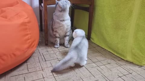 Kitten meets new parents