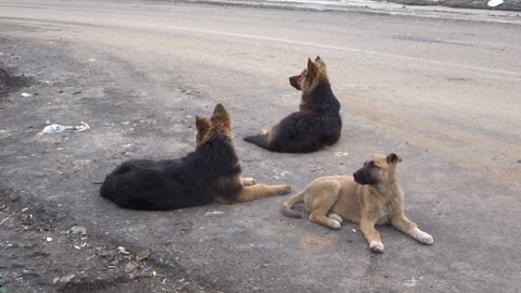 The dogs are watching the road.