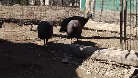 Royal Purple Guinea Fowl