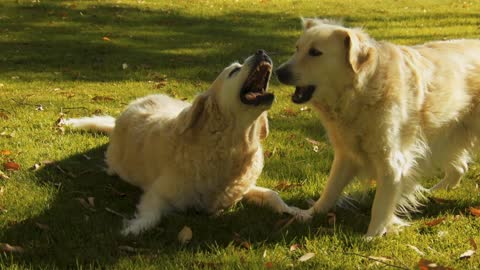 Young Golden Retriever pups playing on the grass Free Video