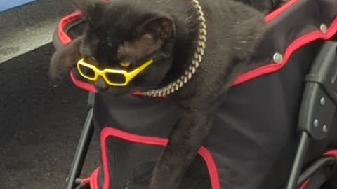 Cats Wear Sunglasses And Gold Chains At Market