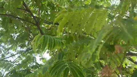 caterpillar legs tree