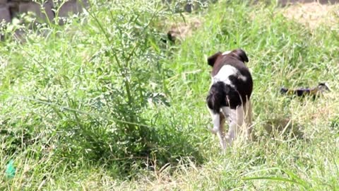 Husky Puppies Running in green ground