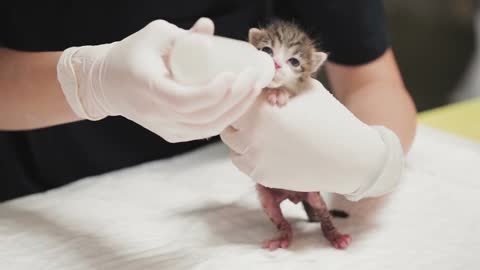 Cat Kitten Feline Milk Feeding Hungry Feed Pet