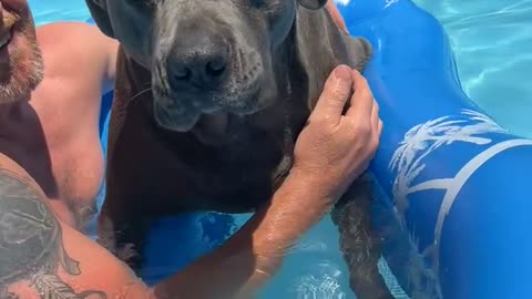 Cane corso’s first time in the poil