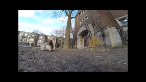 Squirrel takes camera up to the tree