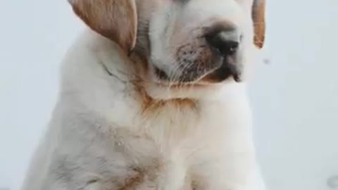 Labrador HD whatsapp status full screen❤️/puppy/Tamil/Malayalam/pet lovers 💞