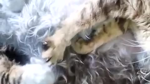 A cat and her daughter give birth on the same day