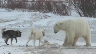 Bear and Dog Play Together