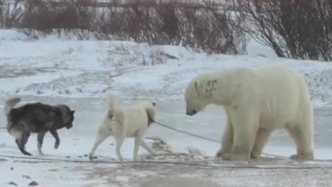 Bear and Dog Play Together