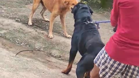 Street dogs fight