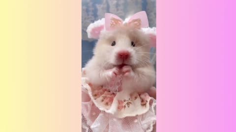 Funny Animal 🥰🥰 Funny Rat 🥰🥰 Cute Rat