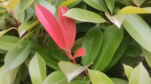 A red leaf among green leaves