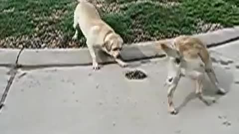 Dogs vs Snake