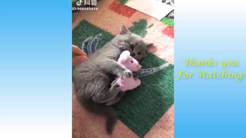 Cute Pets And Funny Animals Compilation #101 #2021
