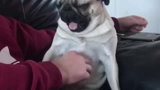 Pug taps for attention