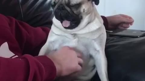 Pug taps for attention