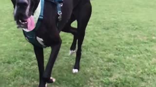 Railey the Great Dane Running in Slow Motion