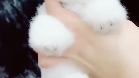 Lovely Cute Puppy video I Love This Puppy