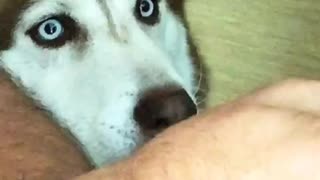 Hungry husky patiently waits for some popsicle