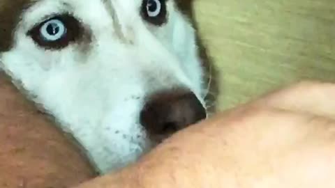 Hungry husky patiently waits for some popsicle