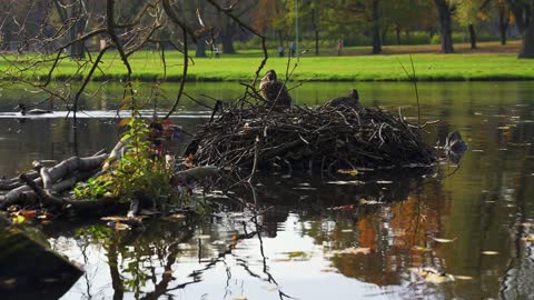 A common loon in a national park in Latvia. Ducks sitting on a huge nest