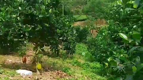 Video clip of Vietnamese jackfruit