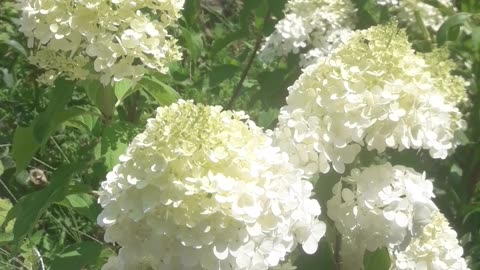 Hydrangea bush in the sunny heat