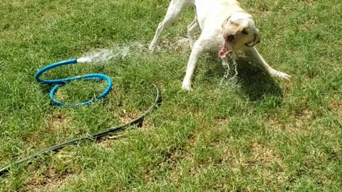 Dog biting water game