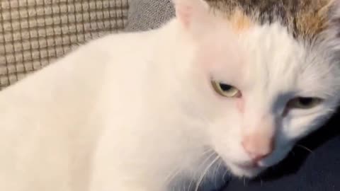 This cat loves its owner so much that he can't wait to lie in his arms all the time