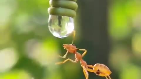 Thirsty Ant…