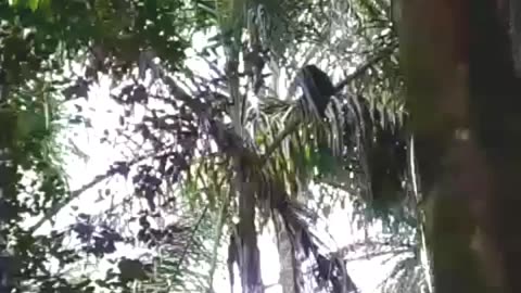 Macaco no Alto das Árvores: Vida na Copa da Floresta