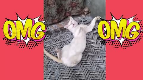 Funny Cats Video Compilation (Funny Cat Videos)