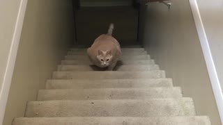 Fat Cat Stair Workout