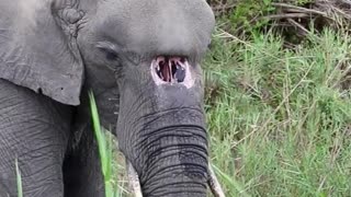 Elephant With A Birth Defect Lives Happily