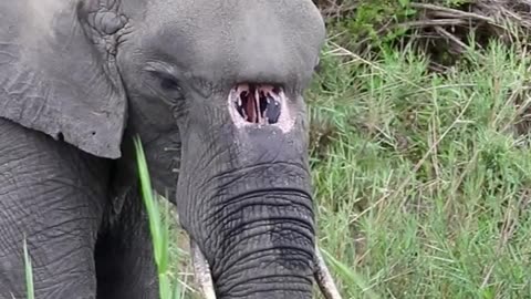 Elephant With A Birth Defect Lives Happily