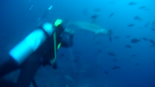 Getting up and close to Hamerhead Shark