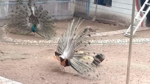 Two peacocks compare each other, who is more beautiful!