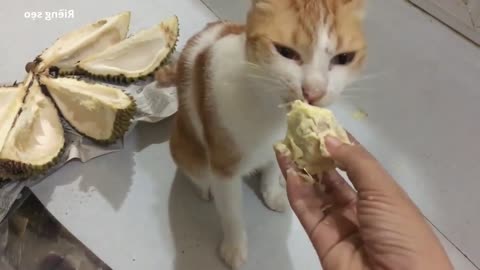 Husky dog ​​and cat can eat durian deliciously